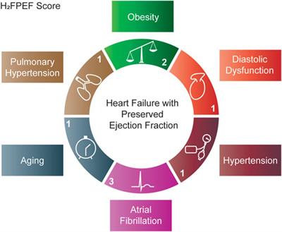 Modeling heart failure with preserved ejection fraction in rodents: Where do we stand?